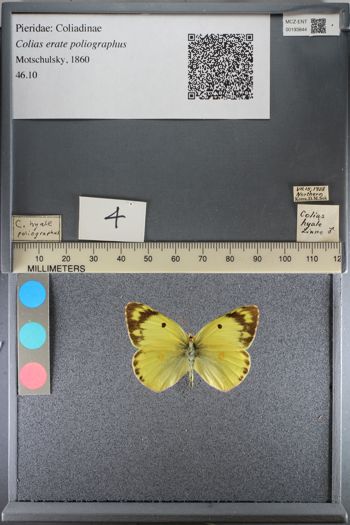 Media type: image;   Entomology 193844